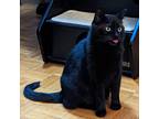 Adopt Sesame (Mario) a All Black Domestic Shorthair (short coat) cat in Toronto