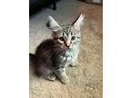 Adopt FLUFF a Domestic Shorthair (long coat) cat in Calimesa, CA (36225930)