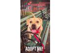 Adopt AXL ROSE a Tan/Yellow/Fawn Mixed Breed (Large) / Mixed dog in New York