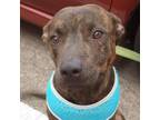 Adopt PeeWee a Brindle Plott Hound / Mixed dog in joppa, MD (36760415)