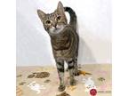 Adopt Patricia a Brown Tabby Domestic Shorthair (short coat) cat in St.