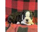 Boston Terrier Puppy for sale in Bowling Green, MO, USA