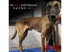 Adopt Atlas 7771 a Tan/Yellow/Fawn Belgian Malinois / Mixed dog in Brooklyn