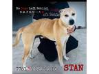 Adopt Stan 7781 a Black Labrador Retriever / Mixed Breed (Medium) / Mixed dog in
