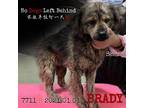 Adopt Brady 7711 a Black Mixed Breed (Small) / Mixed dog in Brooklyn