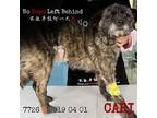 Adopt Cari 7726 a Black Mixed Breed (Small) / Mixed dog in Brooklyn