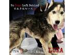 Adopt Luka 7724 a Black Husky / Mixed dog in Brooklyn, NY (34434380)