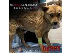 Adopt Darby 7775 a Tan/Yellow/Fawn Mixed Breed (Small) / Mixed dog in Brooklyn