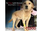 Adopt Cisco 7715 a Tan/Yellow/Fawn Labrador Retriever / Mixed dog in Brooklyn