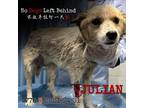 Adopt Julian 7778 a Tan/Yellow/Fawn Mixed Breed (Small) / Mixed dog in Brooklyn