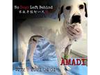 Adopt Amadi 7772 a White - with Tan, Yellow or Fawn Labrador Retriever / Mixed