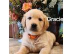 Golden Retriever Puppy for sale in Waterford, PA, USA