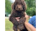 Goldendoodle Puppy for sale in Greenwood, SC, USA