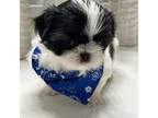 Shih Tzu Puppy for sale in Belton, TX, USA