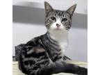 Adopt Blossom a Brown Tabby Domestic Shorthair (short coat) cat in Brooklyn
