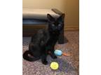 Adopt Gouda a All Black Domestic Shorthair (short coat) cat in Calgary