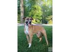 Adopt Jeremy a Tricolor (Tan/Brown & Black & White) German Shepherd Dog / Boxer