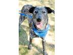 Adopt Dalton a Australian Cattle Dog / Mixed dog in Arlington, TX (36731757)
