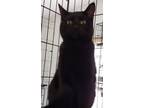 Adopt Fozzy a Domestic Shorthair / Mixed (short coat) cat in Thompson Falls