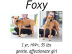 Adopt Foxy a Mixed Breed (Medium) / Mixed dog in Albany, GA (34196088)
