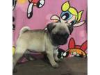 Pug Puppy for sale in Cuba, MO, USA