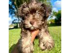 Schnauzer (Miniature) Puppy for sale in Miramar, FL, USA