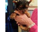 Yorkshire Terrier Puppy for sale in Belmont, NC, USA