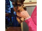 Yorkshire Terrier Puppy for sale in Belmont, NC, USA