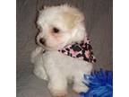 Maltese Puppy for sale in Seneca, MO, USA