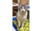 Adopt Lucy a Domestic Shorthair / Mixed (short coat) cat in LaBelle