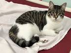 Adopt Arcadia a Domestic Shorthair / Mixed (short coat) cat in LaBelle