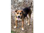 Adopt Payton a Beagle / Catahoula Leopard Dog / Mixed dog in LaBelle