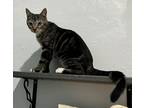 Adopt Waffles a Domestic Shorthair / Mixed (short coat) cat in LaBelle