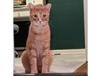 Adopt Teddy a Domestic Shorthair / Mixed (short coat) cat in Warren