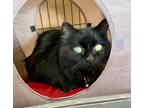 Adopt Puck a Domestic Longhair / Mixed (short coat) cat in Brigham City - Ogden