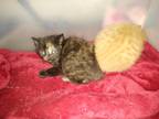 Adopt Cher a Domestic Shorthair / Mixed cat in Ocala, FL (33976101)