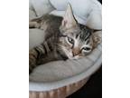 Adopt Steve a Brown Tabby Domestic Shorthair (short coat) cat in Mooresville