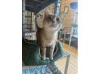 Adopt Keno a Orange or Red Tabby Domestic Shorthair / Mixed (short coat) cat in