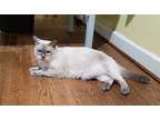 Adopt Evanora a Spotted Tabby/Leopard Spotted Siamese cat in Greensboro