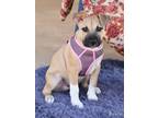 Adopt Annie a Tan/Yellow/Fawn - with Black Boxer / Black Mouth Cur dog in