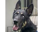 Adopt Titus T a Black - with Tan, Yellow or Fawn German Shepherd Dog / Mixed dog