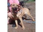 Adopt Richie a Labrador Retriever / Hound (Unknown Type) dog in Ridgeland