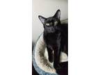 Adopt Buttons a All Black Domestic Shorthair / Mixed cat in Sharpsburg