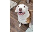 Adopt Ella a Tan/Yellow/Fawn - with White Collie dog in Sharpsburg