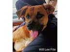 Adopt Will Lee Fite a Black Mouth Cur / Terrier (Unknown Type