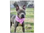 Adopt Sunni a American Pit Bull Terrier dog in Maryville, TN (36853084)