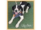 Adopt LILY ANN a Black - with White Hound (Unknown Type) / Mixed dog in