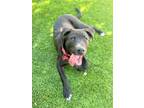 Adopt Luis a Black Labrador Retriever / Mixed dog in Anza, CA (39034368)