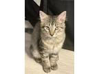 Adopt Rupee a Brown Tabby Tabby (long coat) cat in Lauderhill, FL (39015638)