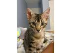 Adopt Lira a Brown Tabby Tabby (short coat) cat in Lauderhill, FL (39015737)